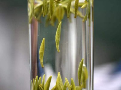 茶葉的專業(yè)知識，關(guān)于茶的基本知識大全