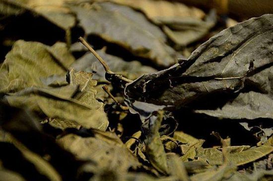 鷓鴣茶什么人不適合喝，鷓鴣茶的禁忌人群