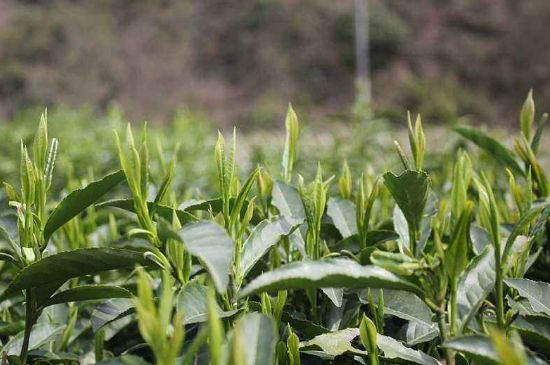 喝黃金茶禁忌，什么人不能喝黃金芽茶？