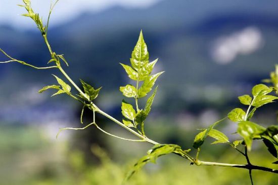 莓茶為什么先苦后甜回甘，莓茶口感怎么樣？
