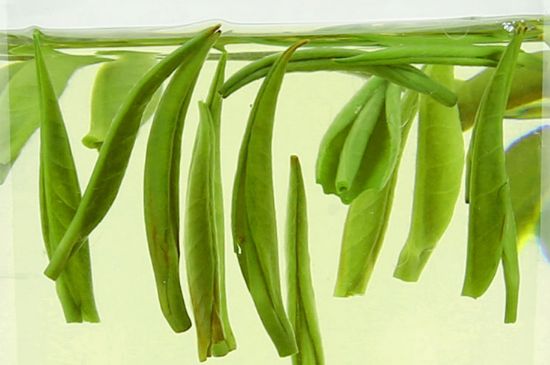 雀舌茶什么人不能喝，雀舌茶的功效與禁忌