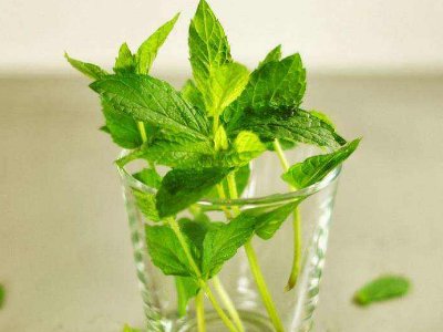 喝茶治口臭嗎，什么茶治口臭好？