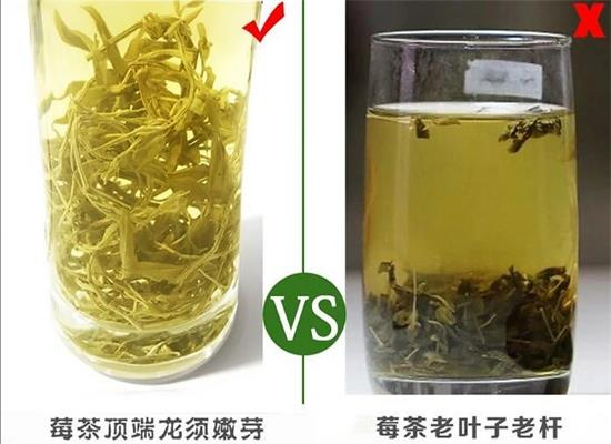 張家界茅巖莓茶與藤茶是同一種茶嗎，藤茶跟莓茶一不一樣？