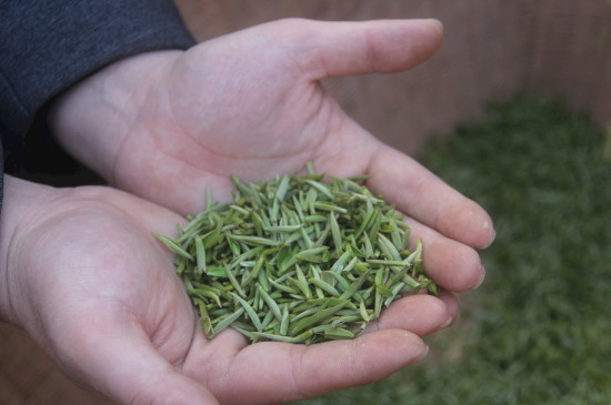 茶葉可以放冰箱嗎，茶需要放冰箱保存嗎