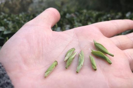 春茶季怎么辨別白毫銀針的好壞，好的白毫銀針如何選購？
