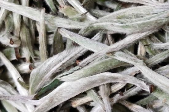 春茶上市白茶的好壞怎么區(qū)分，春白茶怎么分辨好不好？