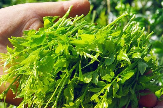 茅巖莓茶別名是什么，莓茶別名叫藤茶嗎？