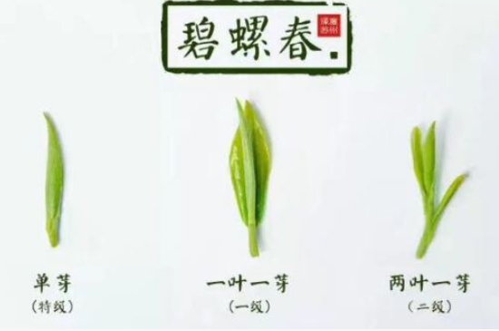 真假碧螺春泡水后區(qū)別，蘇州洞庭碧螺春怎樣鑒別好壞？