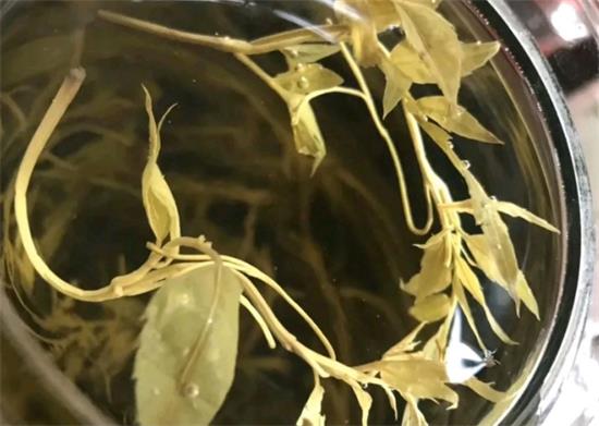 張家界茅巖莓茶與藤茶是同一種茶嗎，藤茶跟莓茶一不一樣？