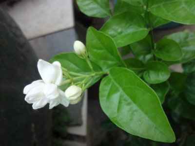 茉莉和什么一起泡最好，茉莉茶有幾種搭配？