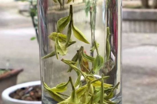 蒸汽煮茶器適合什么茶，蒸汽煮茶器適合用綠茶嗎？