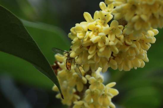 桂花茶禁忌，喝桂花茶有什么禁忌