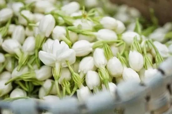 十大排毒養(yǎng)顏花茶，喝什么花茶排毒養(yǎng)顏