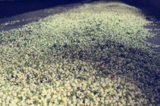 茉莉龍珠怎么做的，茉莉龍珠的制作工藝