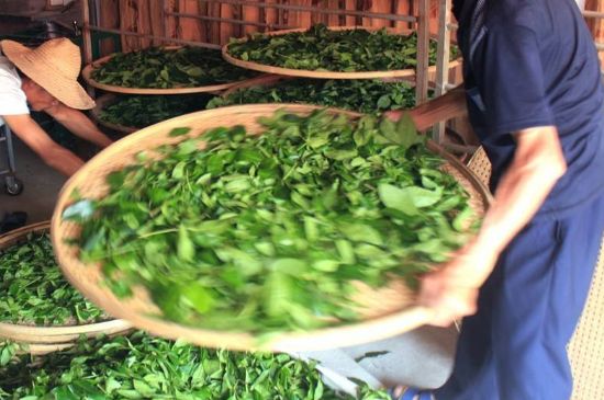 武夷巖茶的初制、精制加工工藝詳細(xì)講解