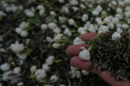 茉莉茶的種類(lèi)和等級(jí)，茉莉花茶的分類(lèi)