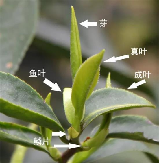 摘茶葉最快的方法，采摘茶葉怎么才能快？