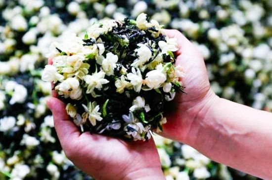 茉莉花和什么在一起喝好，茉莉花喝什么茶搭配？