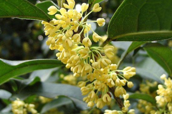 干桂花茶的制作方法，怎樣自制桂花茶？