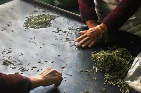 武夷巖茶的初制、精制加工工藝詳細(xì)講解