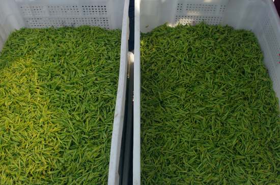 什么茶葉適合用蒸茶器，什么茶可以蒸