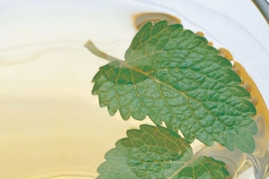 薄荷葉茶怎么制作，薄荷如何做成干茶葉