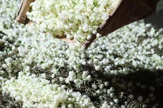 茉莉茶葉的功效與禁忌，什么人不適合喝茉莉花茶？