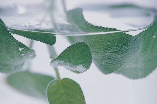 薄荷葉茶怎么制作，薄荷如何做成干茶葉