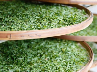 云南八大茶系分別是哪些，都是什么名字