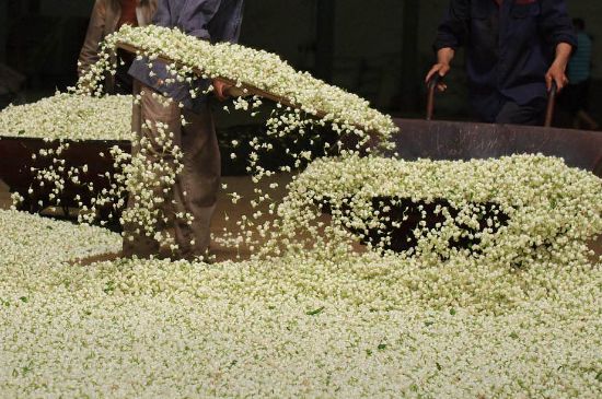 茉莉龍珠怎么做的，茉莉龍珠的制作工藝