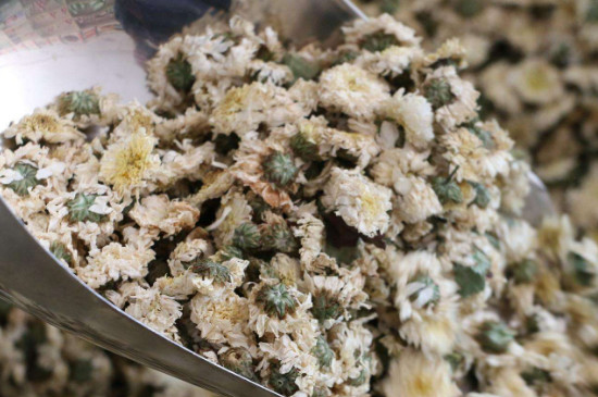 菊花茶買小朵還是大朵，泡茶用的小菊花和大菊花哪個好