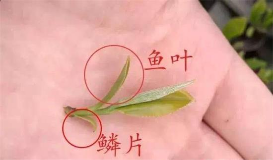 摘茶葉最快的方法，采摘茶葉怎么才能快？