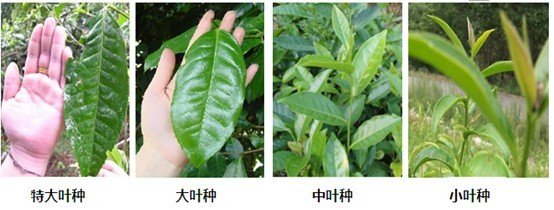摘茶葉最快的方法，采摘茶葉怎么才能快？