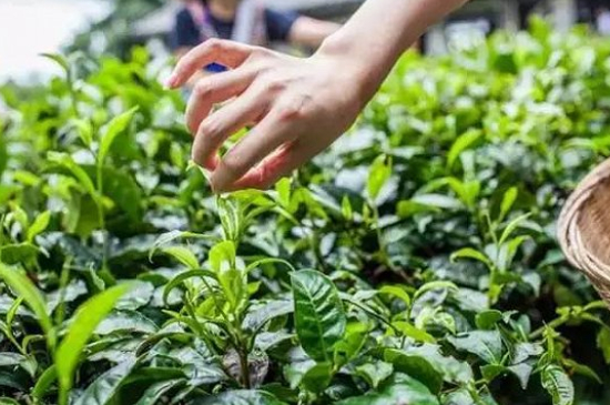 綠茶加工工藝流程圖，綠茶的加工制作包含哪幾個(gè)步驟？