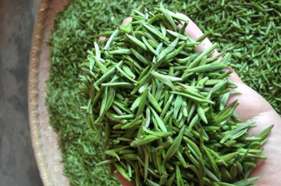 采茶的方法與步驟，如何正確采摘茶葉？