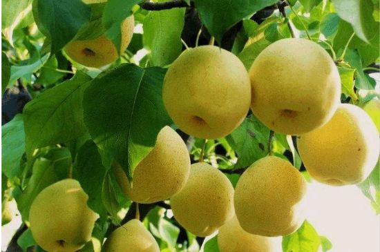 一把真正的本山綠泥壺最低多少錢，什么價格能買到本山綠泥紫砂壺？