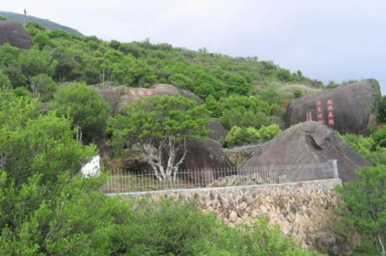 宋種一號價值為什么高，鳳凰單樅宋種1號價格與產量多少？