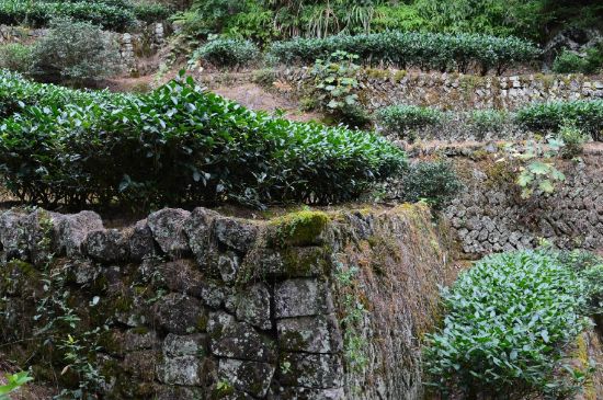 拼配的馬頭巖肉桂，還配叫馬肉嗎？請叫它“馬頭巖大紅袍”