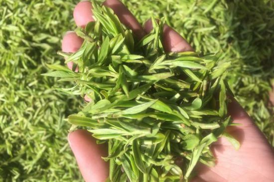 龍井好喝還是毛尖好喝，綠茶是龍井好還是毛尖好？