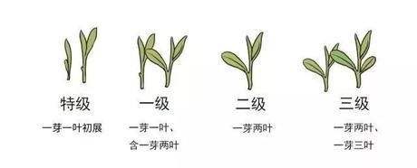 烏牛早和龍井的區(qū)別圖片，龍井43號(hào)和烏牛早茶的對(duì)比