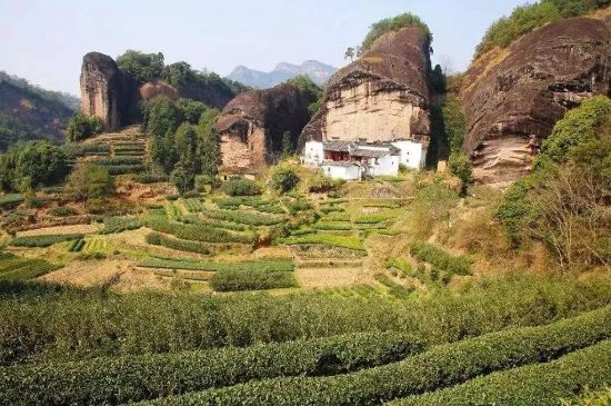 馬頭巖肉桂是大紅袍嗎，大紅袍肉桂屬于什么茶？