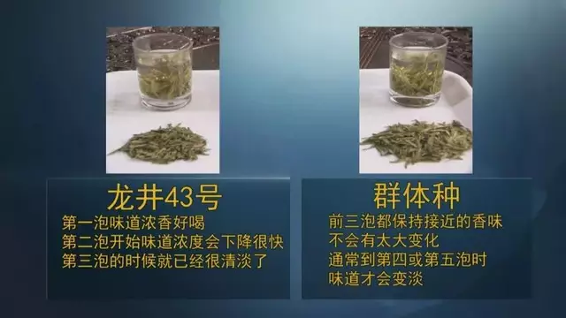 龍井群體種和43號的區(qū)別圖片，龍井43和群體種哪個好喝？
