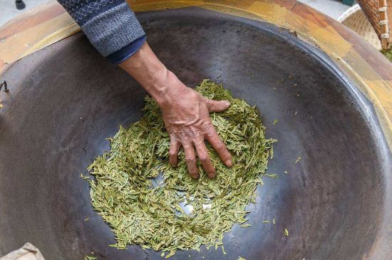 雀舌有一股青草味，雀舌為什么有青草味？