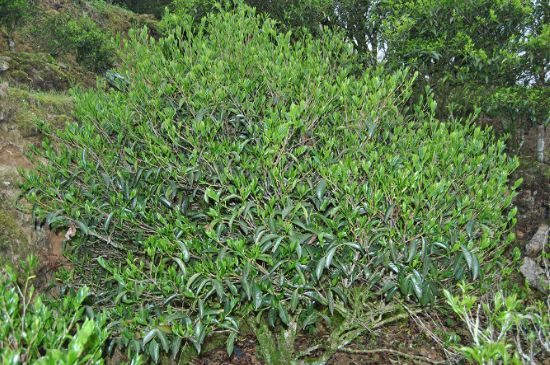 肉桂茶屬于紅茶嗎，牛欄坑肉桂是紅茶還是綠茶？