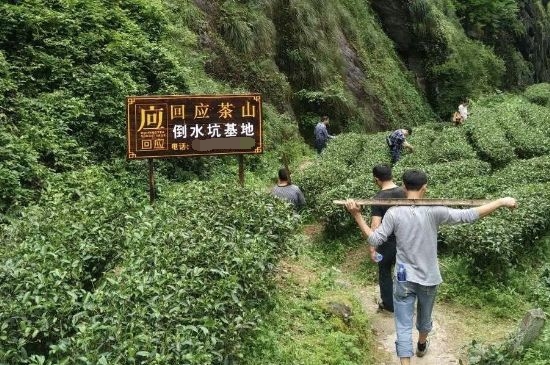 300塊錢(qián)的金駿眉能喝嗎，兩三百多金駿眉和一千多區(qū)別