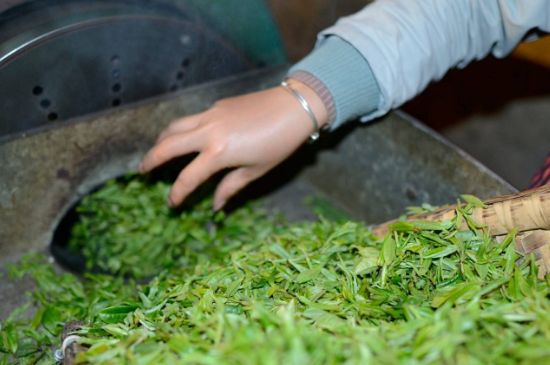 雀舌有一股青草味，雀舌為什么有青草味？