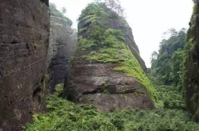 武夷山為什么盛產(chǎn)茶葉，武夷山茶為什么好喝？