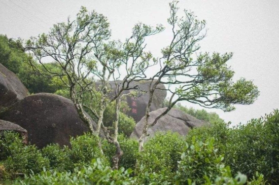 宋種一號價值為什么高，鳳凰單樅宋種1號價格與產量多少？