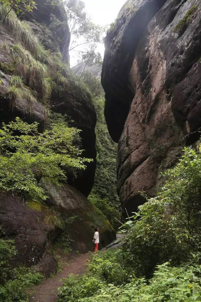 武夷山為什么盛產(chǎn)茶葉，武夷山茶為什么好喝？