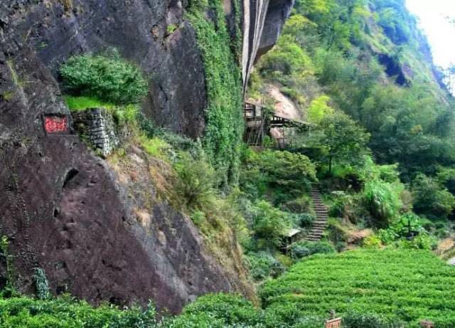 武夷山為什么盛產(chǎn)茶葉，武夷山茶為什么好喝？